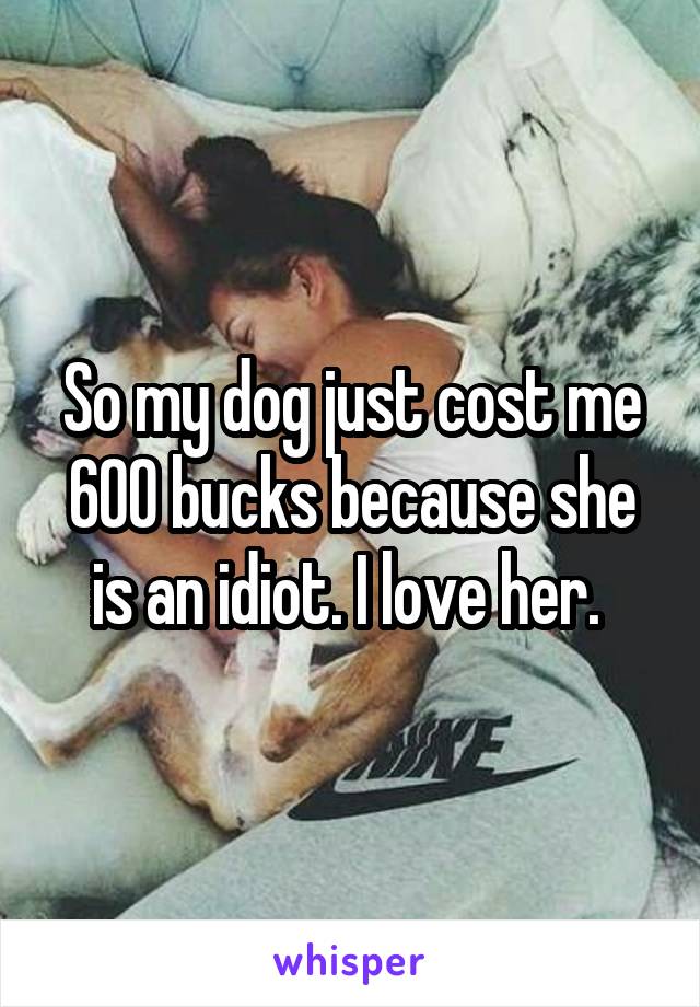 So my dog just cost me 600 bucks because she is an idiot. I love her. 