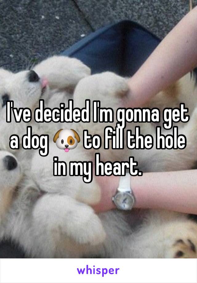 I've decided I'm gonna get a dog 🐶 to fill the hole in my heart.