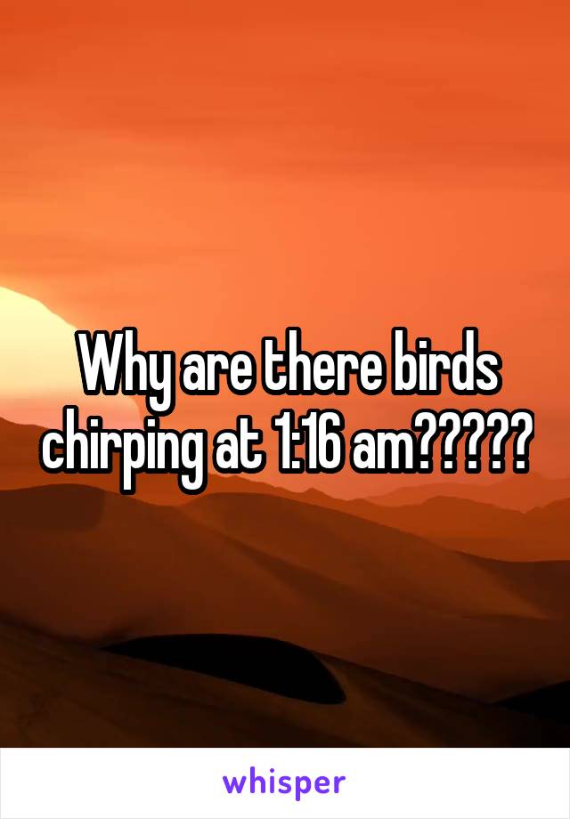 Why are there birds chirping at 1:16 am?????