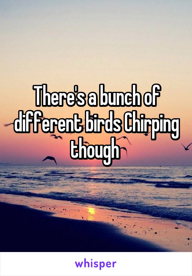 There's a bunch of different birds Chirping though 
