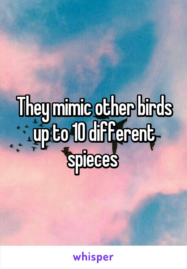 They mimic other birds up to 10 different spieces 