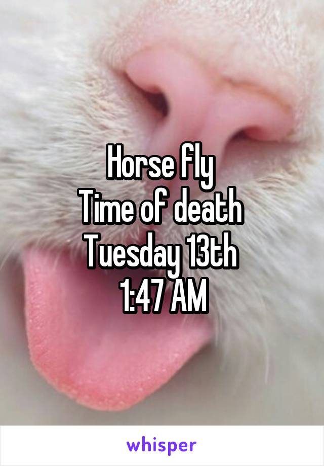 Horse fly 
Time of death 
Tuesday 13th 
1:47 AM