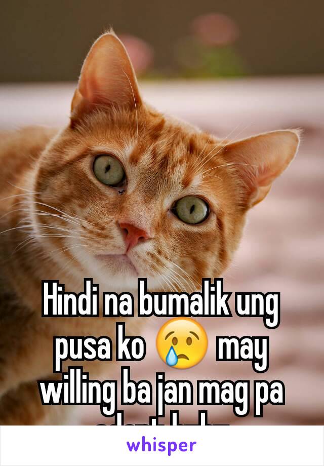 Hindi na bumalik ung pusa ko 😢 may willing ba jan mag pa adopt huhu