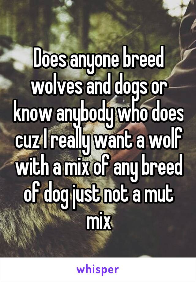 Does anyone breed wolves and dogs or know anybody who does cuz I really want a wolf with a mix of any breed of dog just not a mut mix