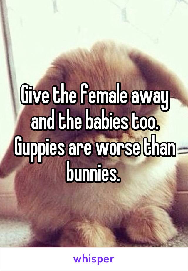 Give the female away and the babies too. Guppies are worse than bunnies. 