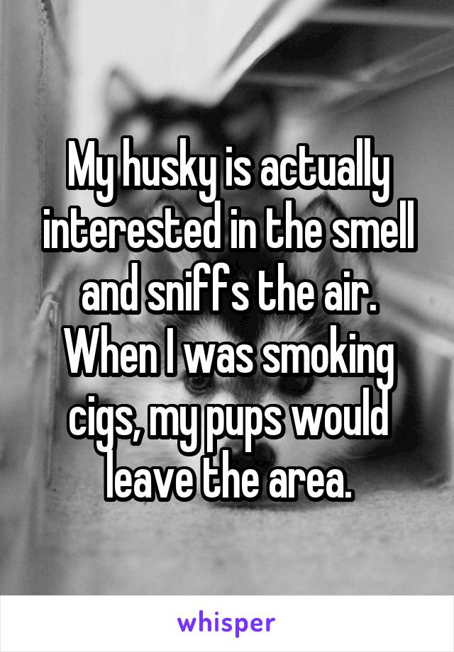 My husky is actually interested in the smell and sniffs the air. When I was smoking cigs, my pups would leave the area.