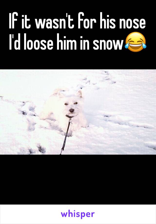 If it wasn't for his nose I'd loose him in snow😂