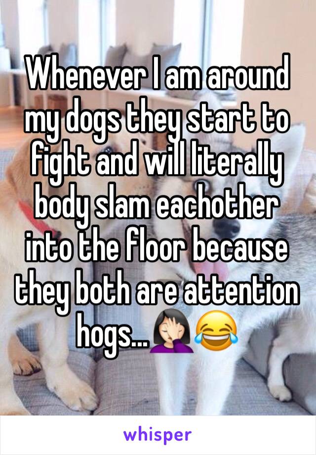 Whenever I am around my dogs they start to fight and will literally body slam eachother into the floor because they both are attention hogs...🤦🏻‍♀️😂 