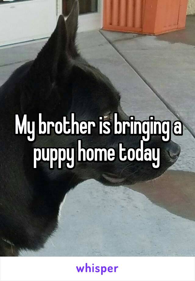 My brother is bringing a puppy home today 