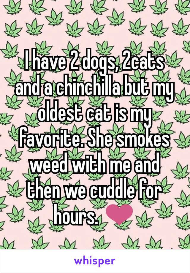 I have 2 dogs, 2cats and a chinchilla but my oldest cat is​ my favorite. She smokes weed with me and then we cuddle for hours. ❤