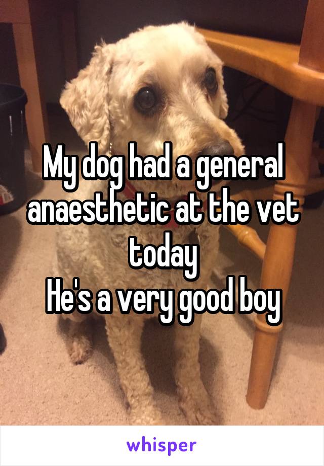 My dog had a general anaesthetic at the vet today
He's a very good boy