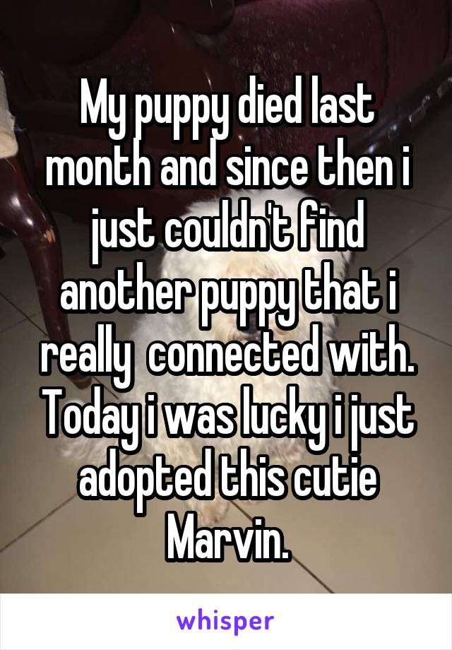 My puppy died last month and since then i just couldn't find another puppy that i really  connected with.
Today i was lucky i just adopted this cutie Marvin.