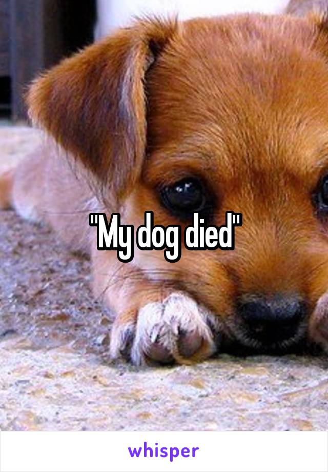 "My dog died"
