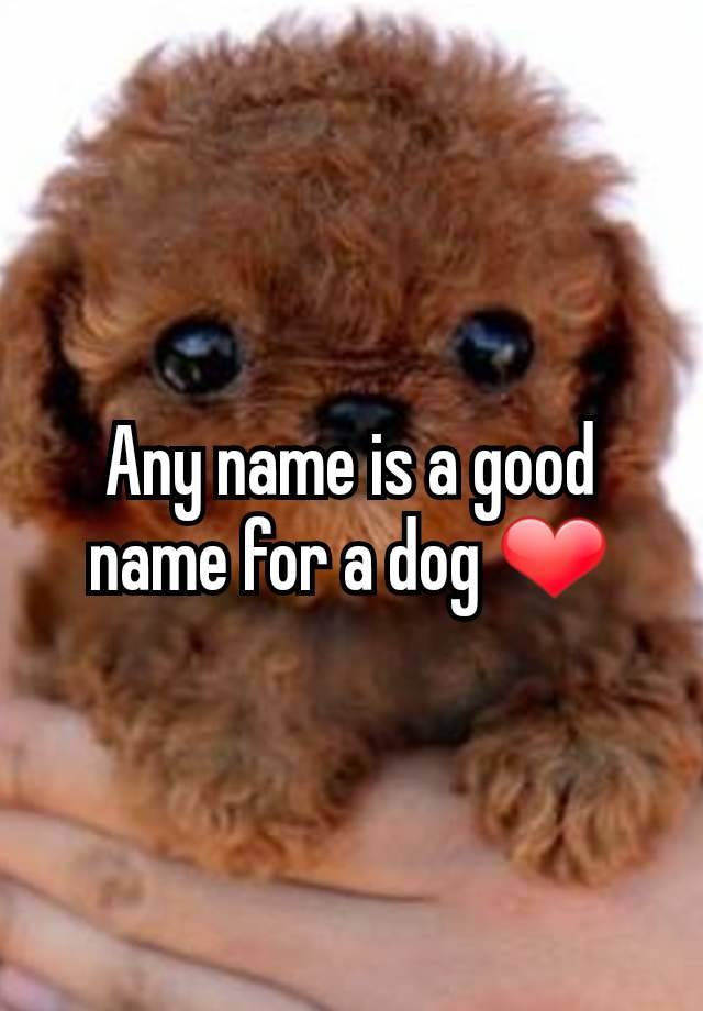 any-name-is-a-good-name-for-a-dog