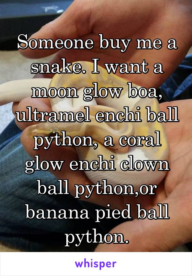 Someone buy me a snake. I want a moon glow boa, ultramel enchi ball python, a coral glow enchi clown ball python,or banana pied ball python.