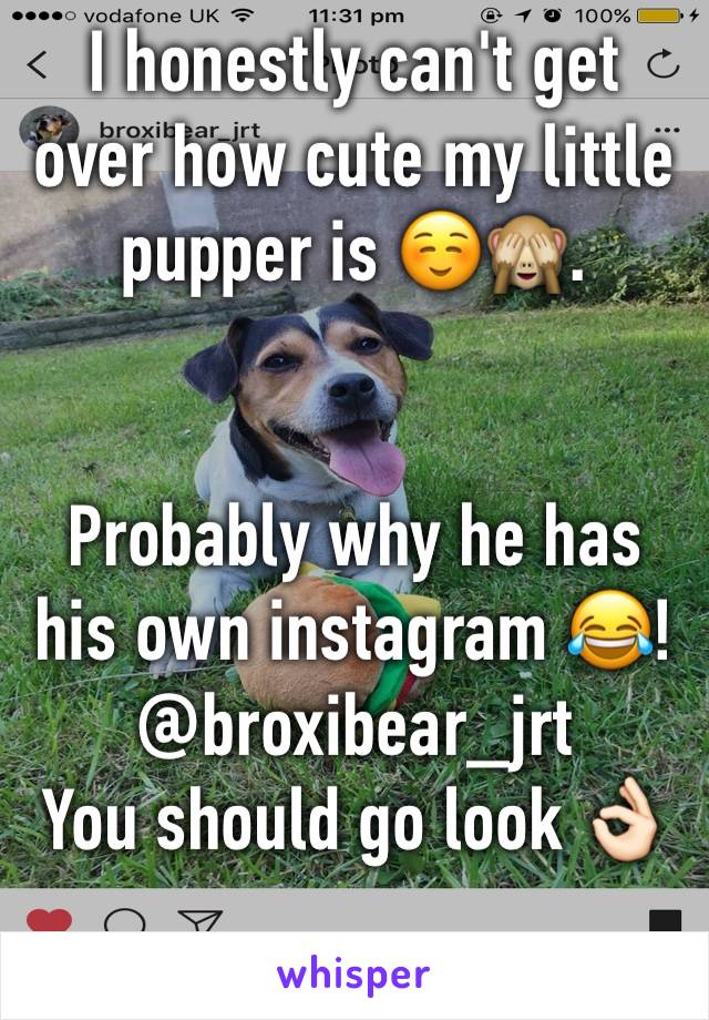 I honestly can't get over how cute my little pupper is ☺️🙈.


Probably why he has his own instagram 😂!
@broxibear_jrt
You should go look 👌🏻