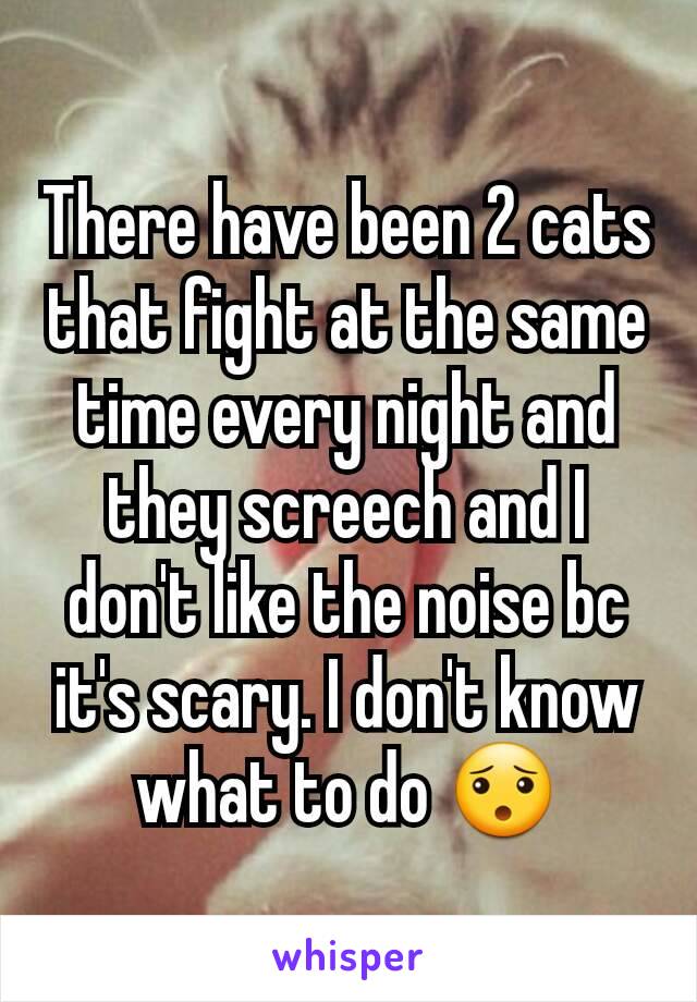 There have been 2 cats that fight at the same time every night and they screech and I don't like the noise bc it's scary. I don't know what to do 😯