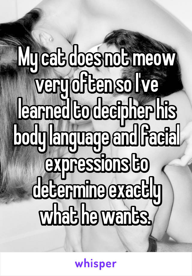 My cat does not meow very often so I've learned to decipher his body language and facial expressions to determine exactly what he wants. 