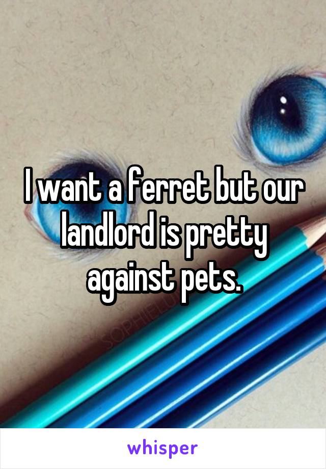 I want a ferret but our landlord is pretty against pets.