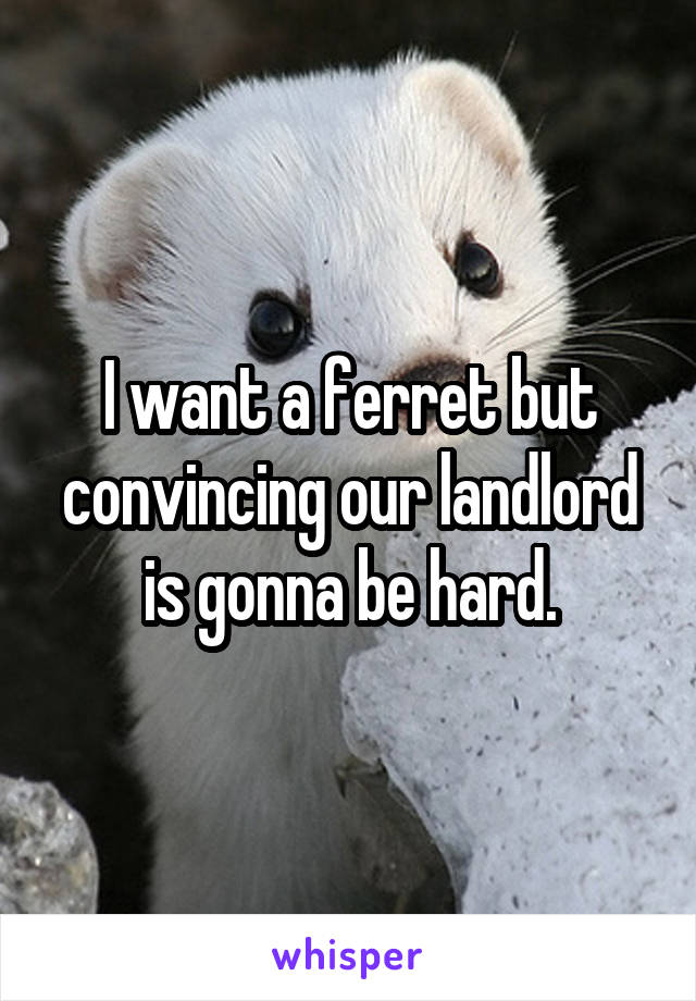 I want a ferret but convincing our landlord is gonna be hard.