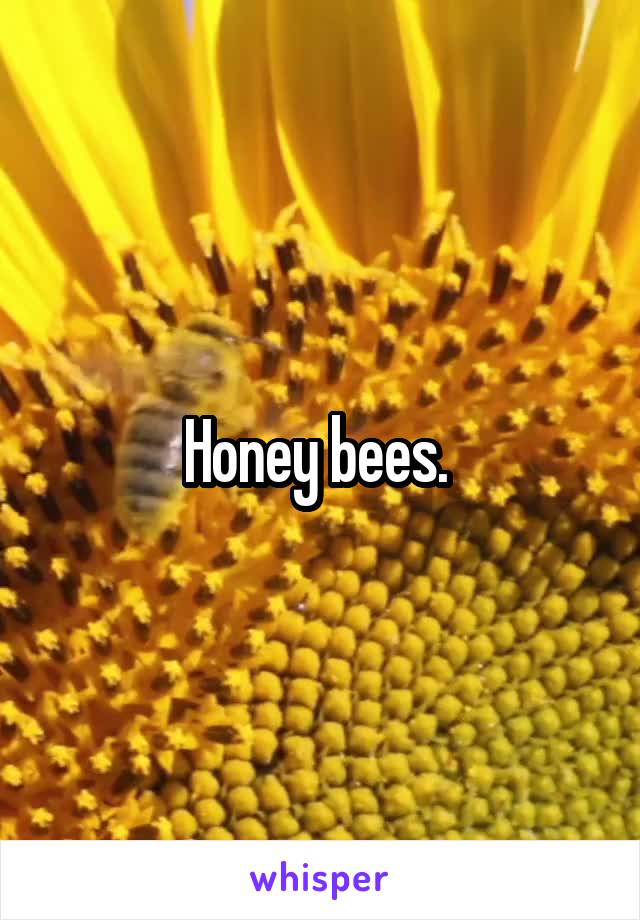 Honey bees. 