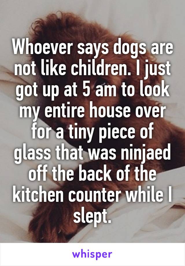 Whoever says dogs are not like children. I just got up at 5 am to look my entire house over for a tiny piece of glass that was ninjaed off the back of the kitchen counter while I slept.