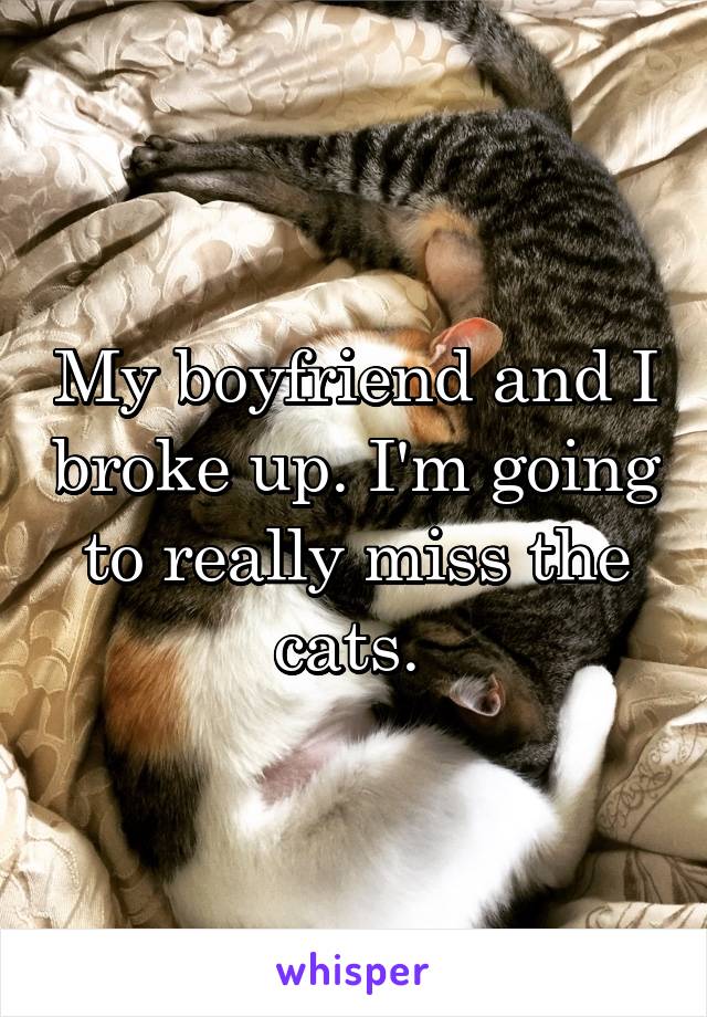 My boyfriend and I broke up. I'm going to really miss the cats. 