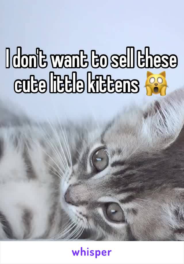 I don't want to sell these cute little kittens 🙀