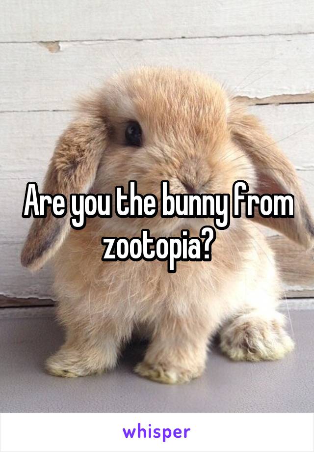 Are you the bunny from zootopia?