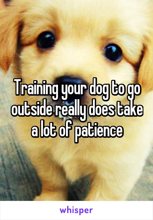Training your dog to go outside really does take a lot of patience