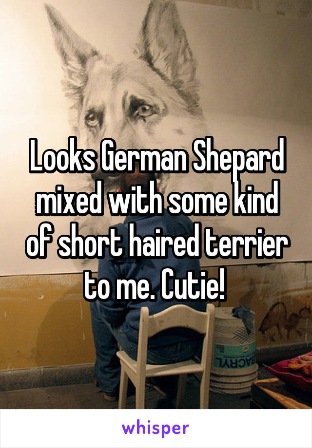 Looks German Shepard mixed with some kind of short haired terrier to me. Cutie! 