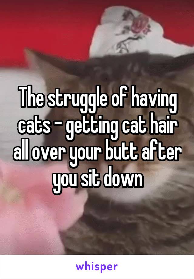 The struggle of having cats - getting cat hair all over your butt after you sit down