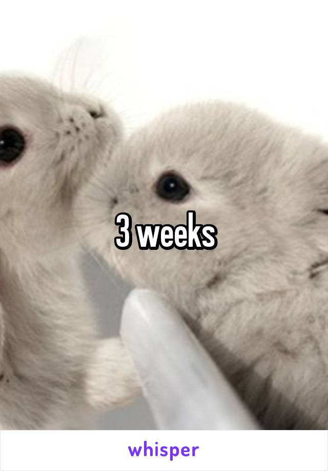 3 weeks