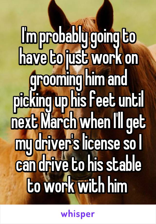 I'm probably going to have to just work on grooming him and picking up his feet until next March when I'll get my driver's license so I can drive to his stable to work with him 