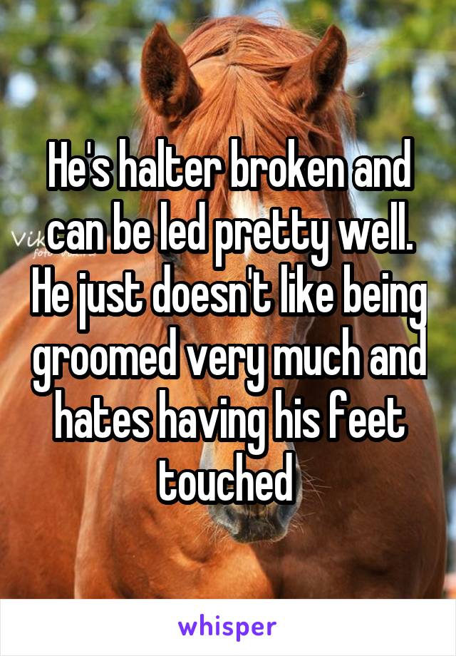 He's halter broken and can be led pretty well. He just doesn't like being groomed very much and hates having his feet touched 