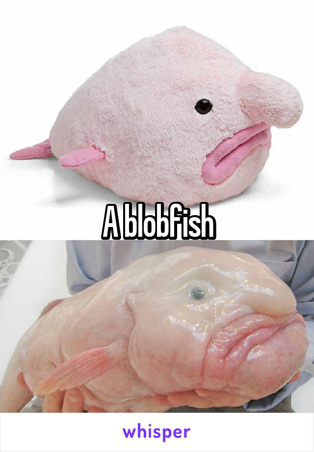 A blobfish