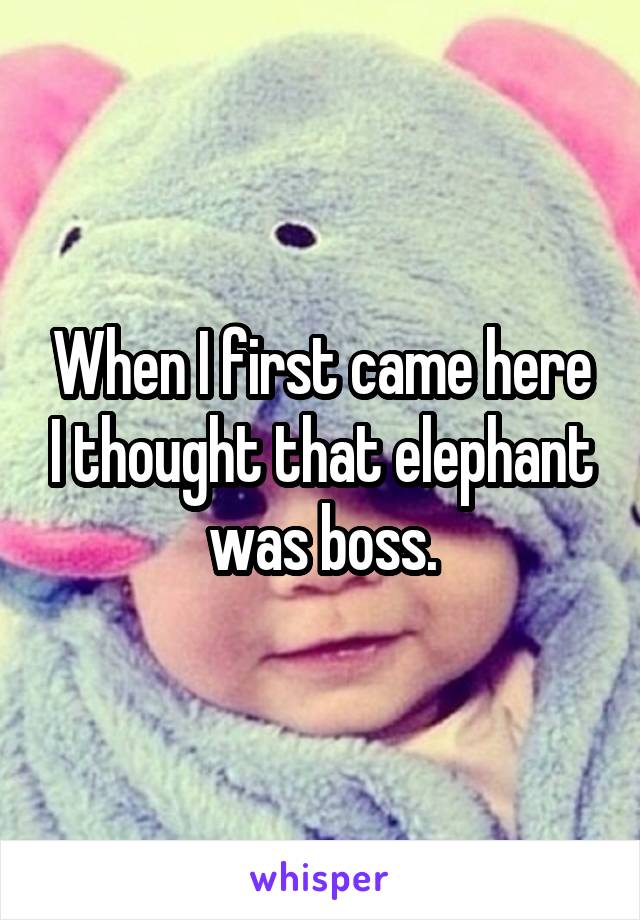 When I first came here I thought that elephant was boss.
