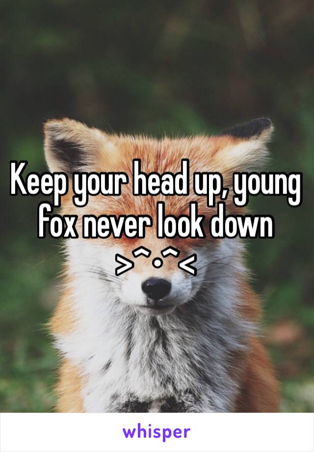 Keep your head up, young fox never look down  >^•^<