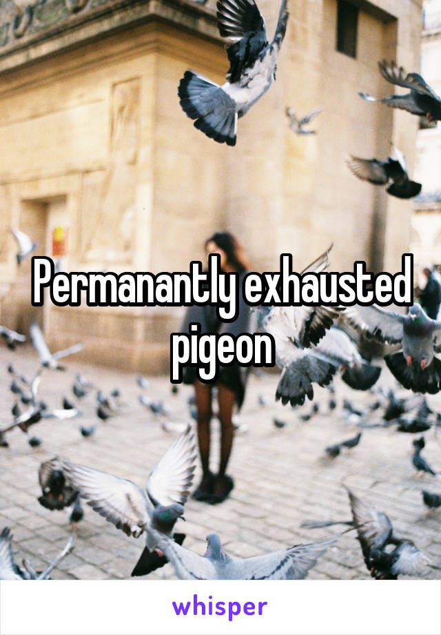 Permanantly exhausted pigeon