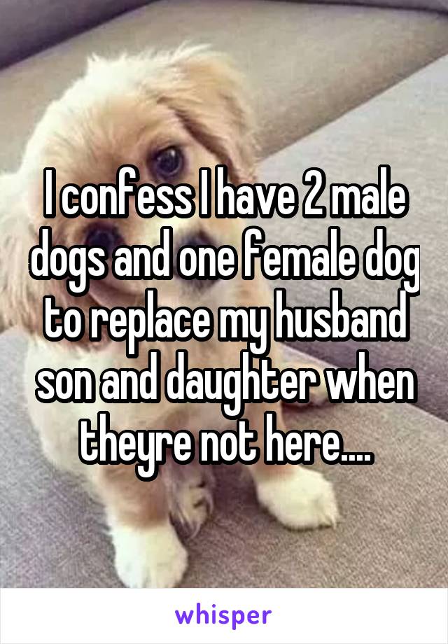 I confess I have 2 male dogs and one female dog to replace my husband son and daughter when theyre not here....
