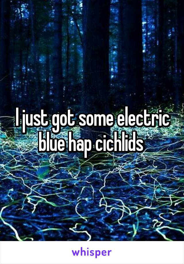 I just got some electric blue hap cichlids 