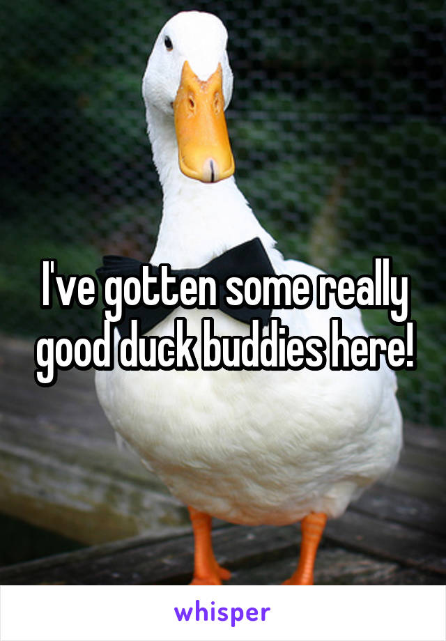 I've gotten some really good duck buddies here!