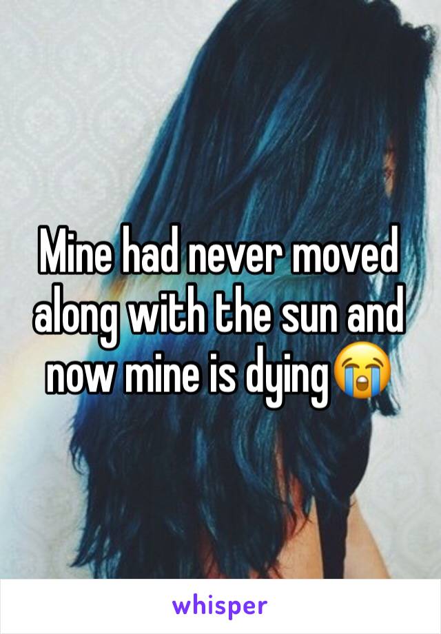 Mine had never moved along with the sun and now mine is dying😭