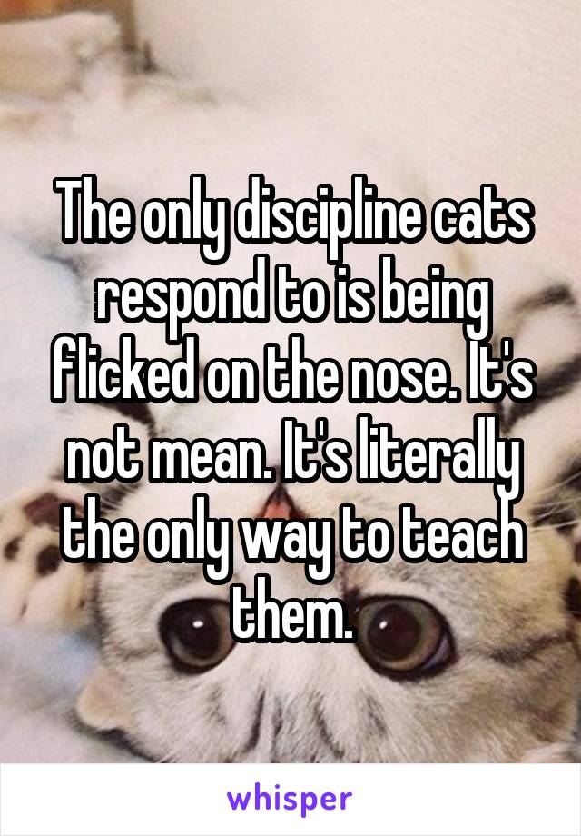 The only discipline cats respond to is being flicked on the nose. It's not mean. It's literally the only way to teach them.