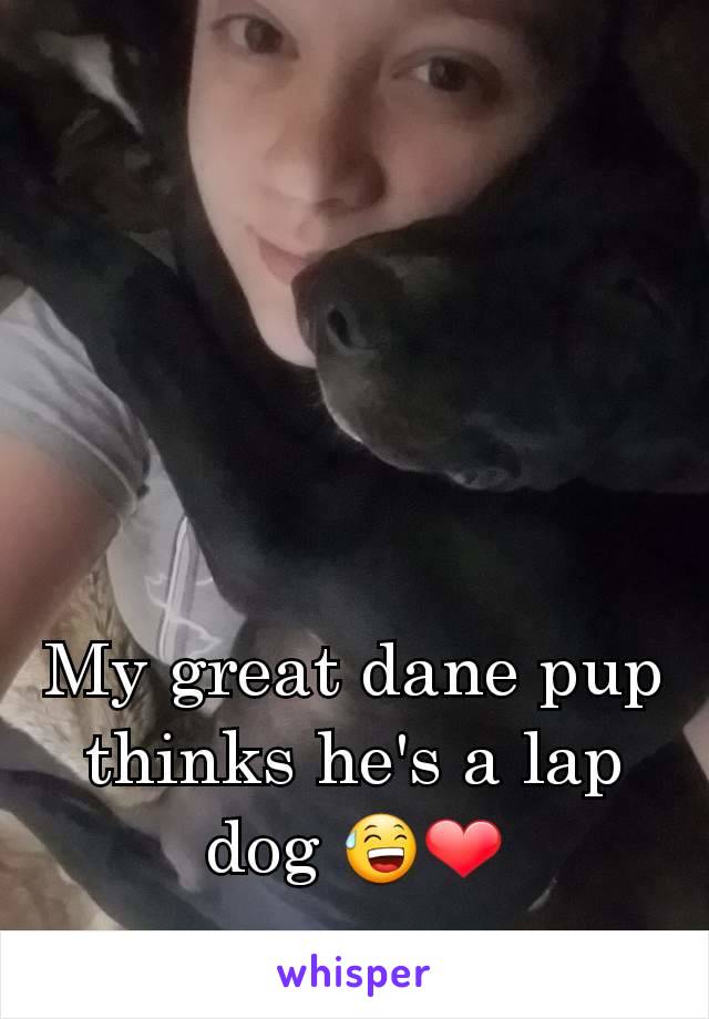 My great dane pup thinks he's a lap dog 😅❤