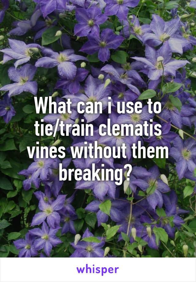 What can i use to
tie/train clematis vines without them breaking? 