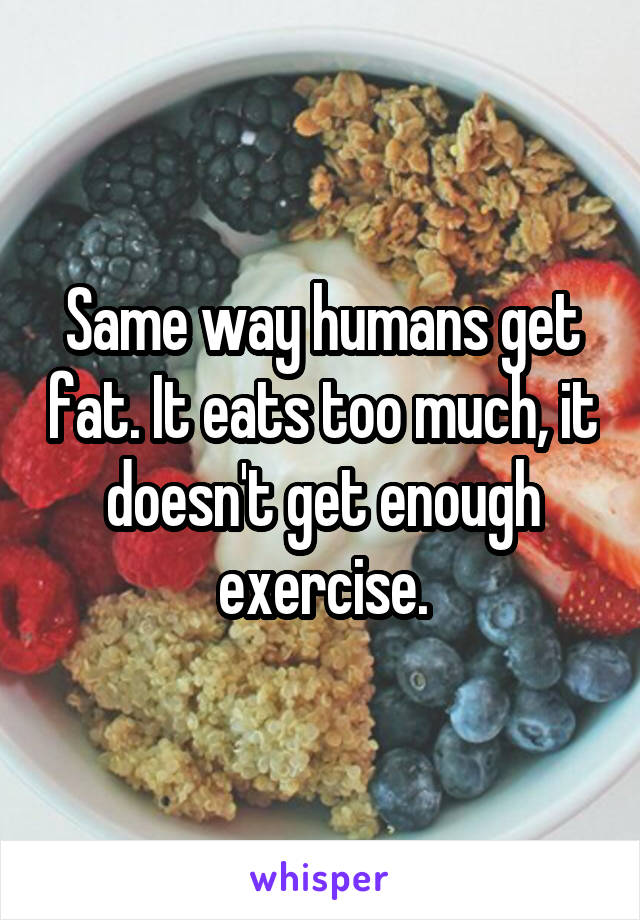 Same way humans get fat. It eats too much, it doesn't get enough exercise.