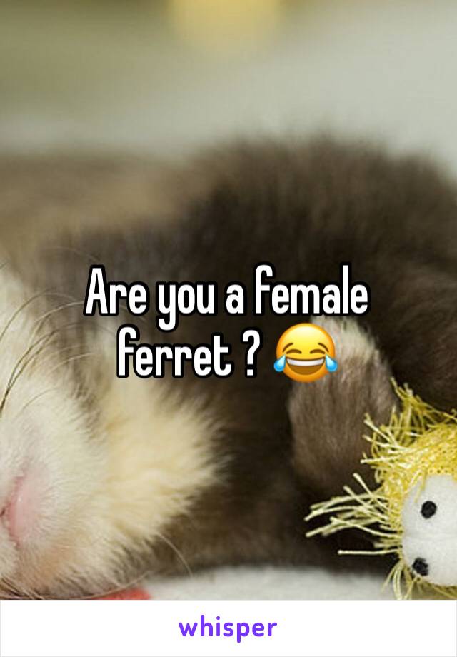 Are you a female ferret ? 😂 