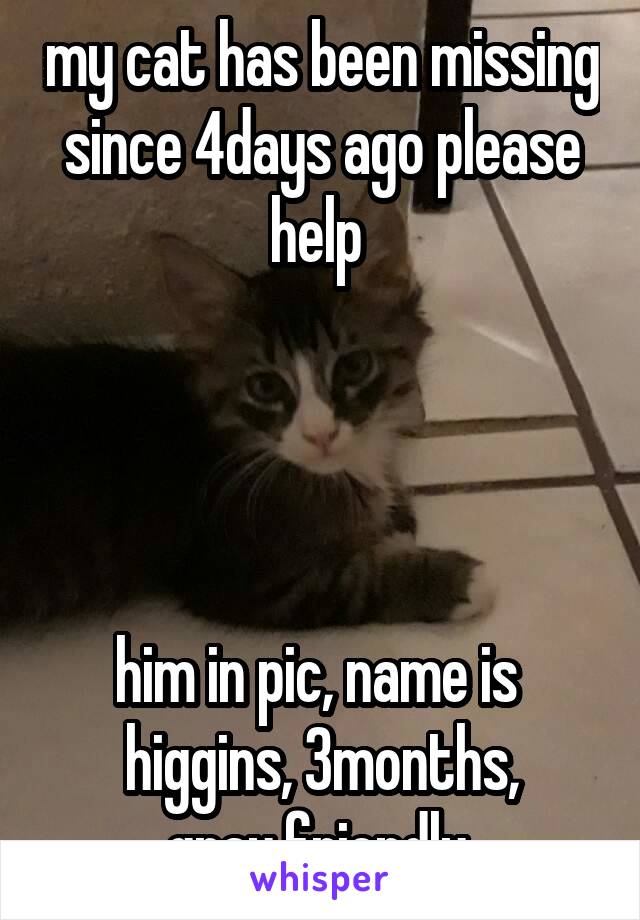 my cat has been missing since 4days ago please help 




him in pic, name is 
higgins, 3months, gray,friendly 