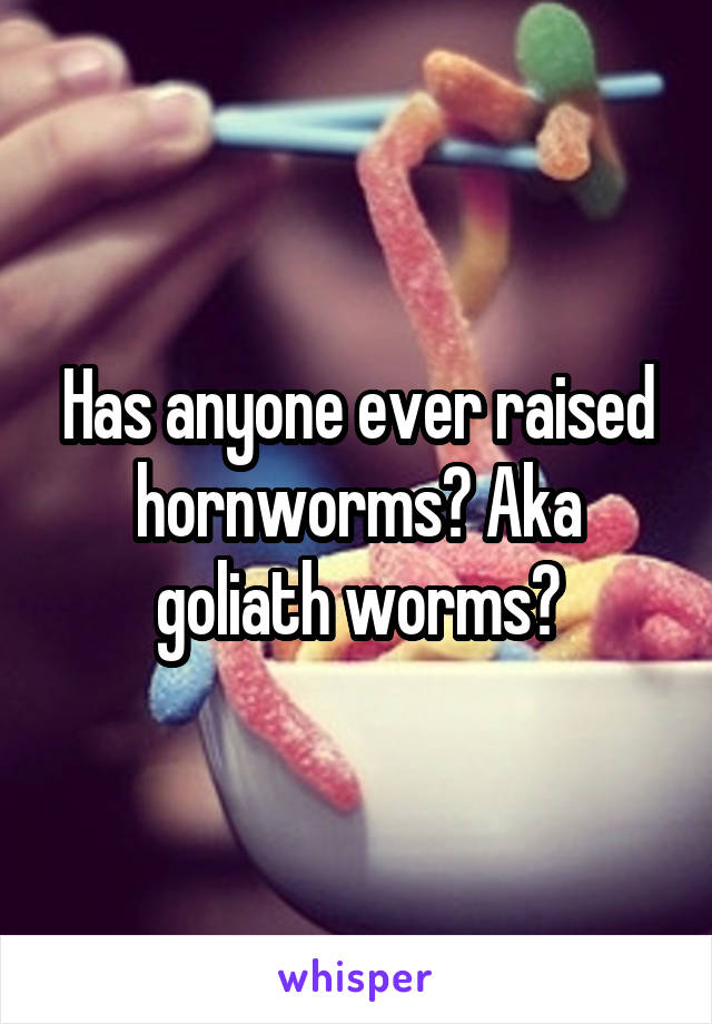 Has anyone ever raised hornworms? Aka goliath worms?